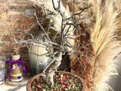 火棘下山桩上盆后 叶子枯萎 套袋不晒太阳