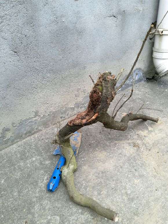 火棘下山桩老桩没有须根能活吗 图片