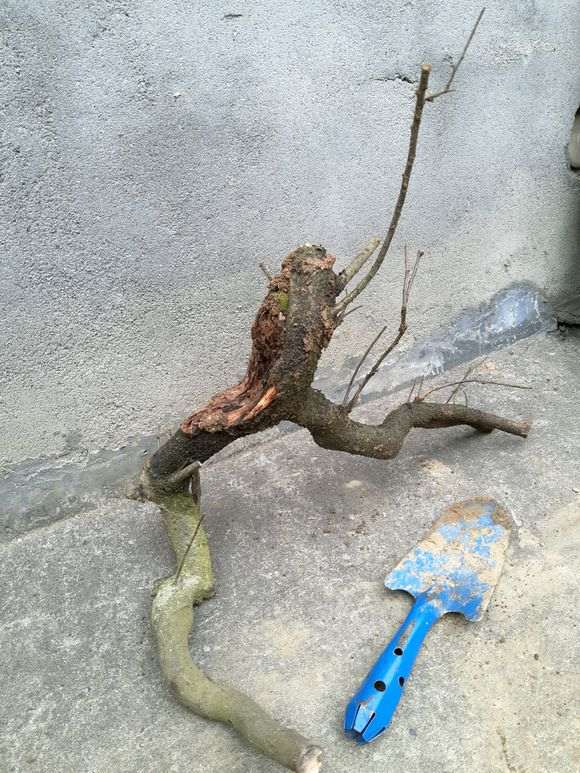 火棘下山桩老桩没有须根能活吗 图片