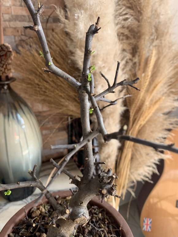 为什么火棘下山桩带叶移植 死亡率100%