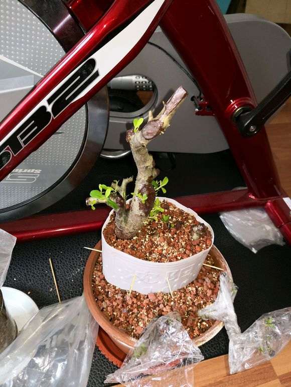 火棘下山桩发芽了 需要怎么做 图片