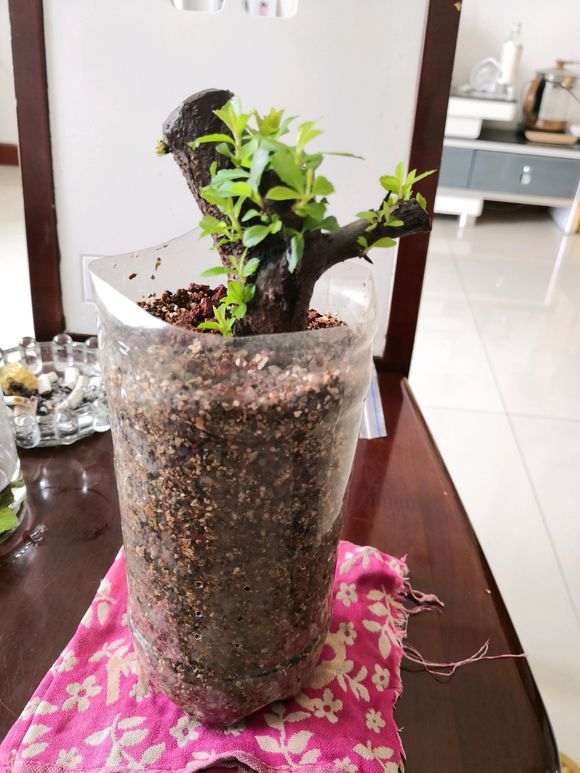 火棘下山桩发芽了 需要怎么做 图片