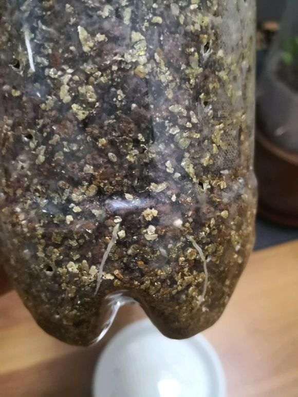 火棘下山桩发芽了 需要怎么做 图片