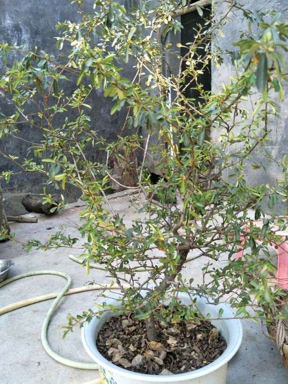 春季火棘下山桩可以修剪枝条吗 图片