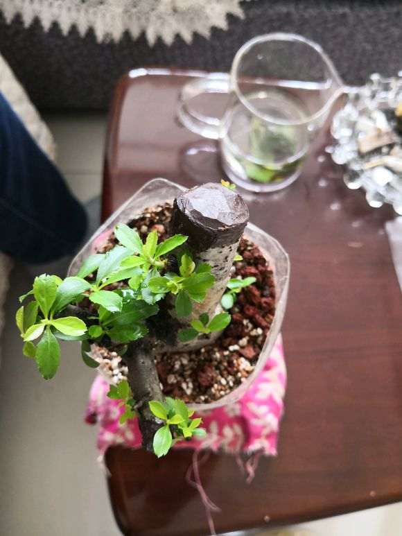 春季火棘下山桩可以修剪枝条吗 图片