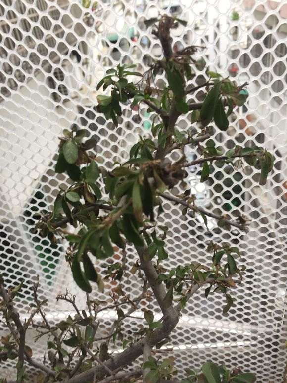 火棘下山桩果子干了 怎么办 图片