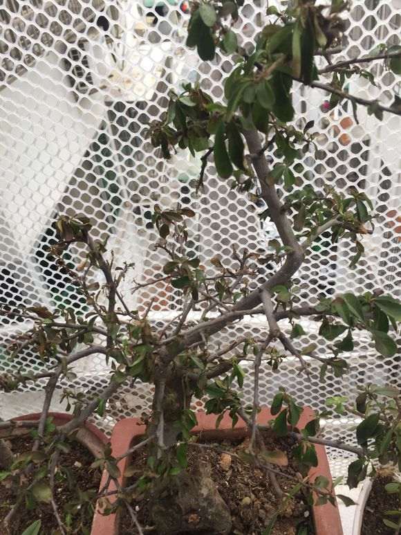 火棘下山桩果子干了 怎么办 图片