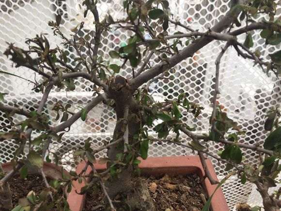 火棘下山桩果子干了 怎么办 图片