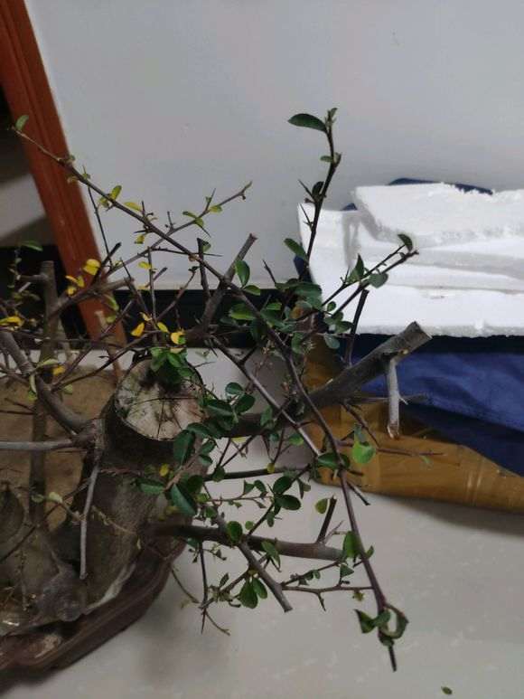 火棘下山桩须根太少 怎么办 要死了 图片