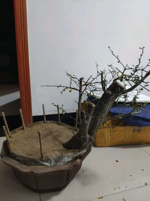 火棘下山桩须根太少 怎么办 要死了 图片