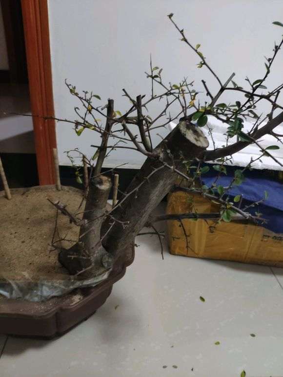 火棘下山桩须根太少 怎么办 要死了 图片