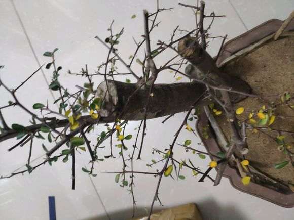 火棘下山桩须根太少 怎么办 要死了 图片