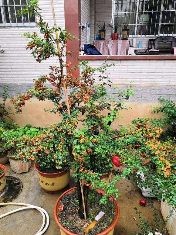 火棘下山桩的果子全红了 非常喜庆 图片