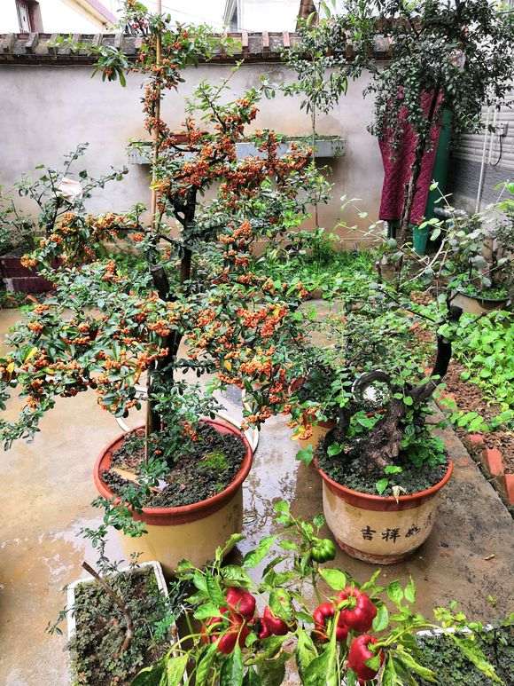 火棘下山桩的果子全红了 非常喜庆 图片