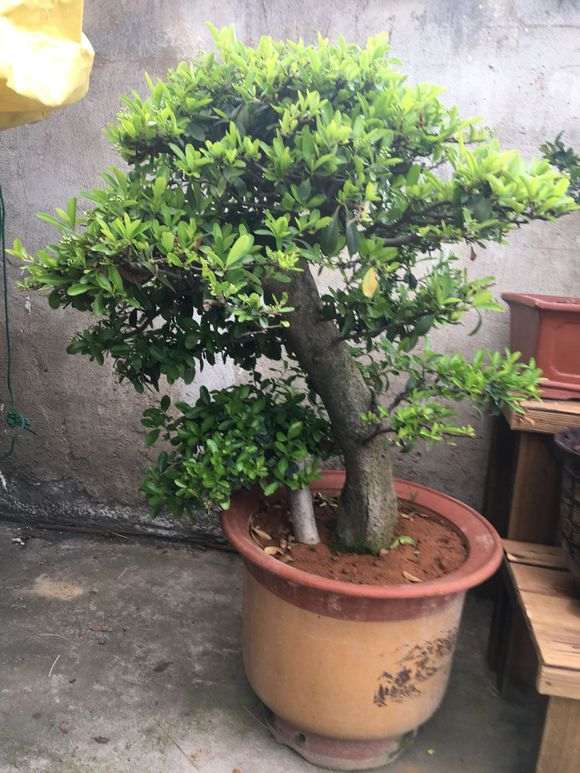 300元买火棘下山桩 价格贵吗 图片