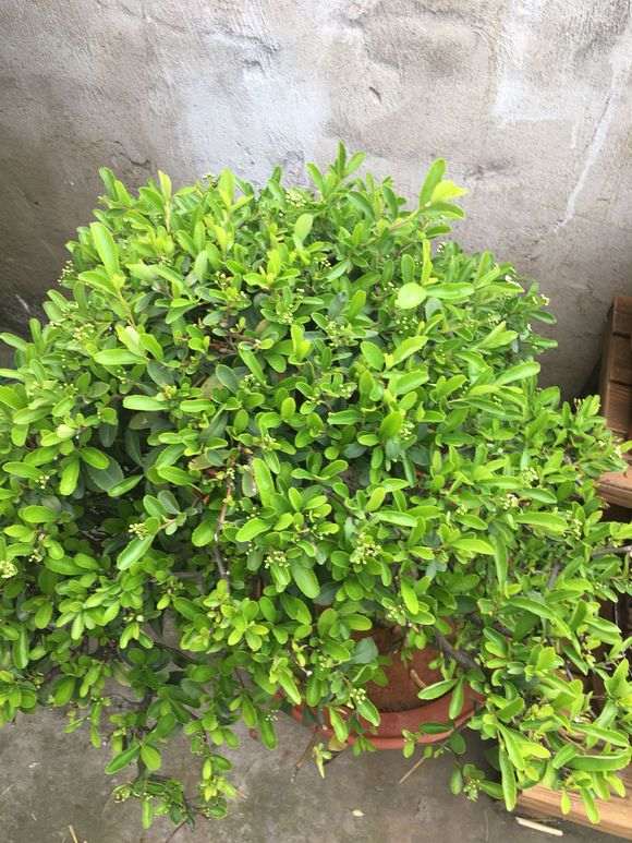 300元买火棘下山桩 价格贵吗 图片