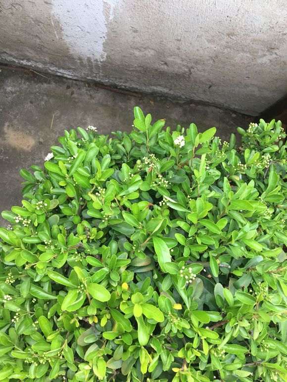 300元买火棘下山桩 价格贵吗 图片