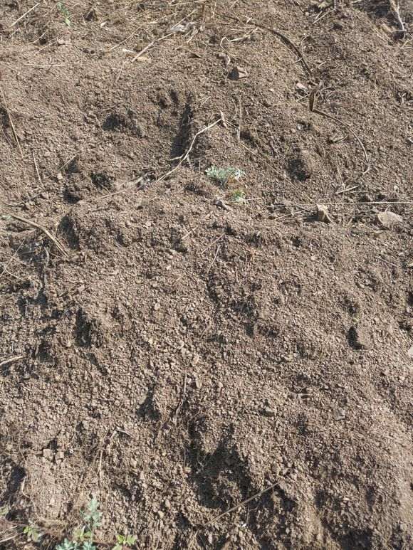 风化土可以种火棘下山桩吗 怎么样 图片