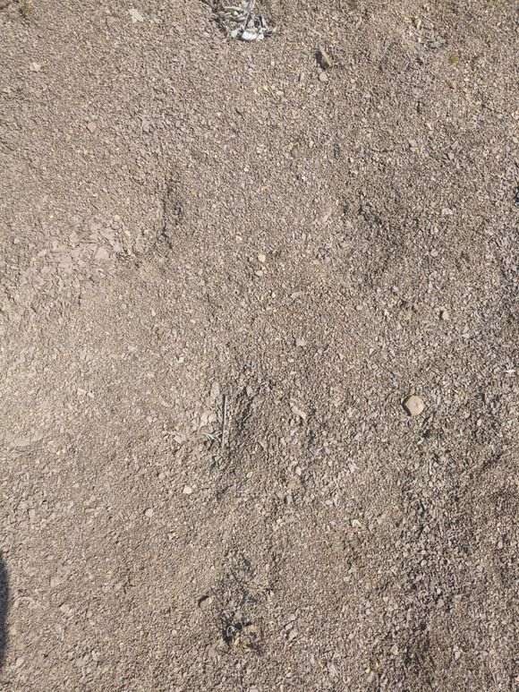 风化土可以种火棘下山桩吗 怎么样 图片