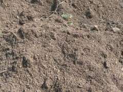 风化土可以种火棘下山桩吗 可以吗 图片