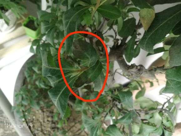 火棘下山桩叶子 发黑卷曲 怎么办 图片