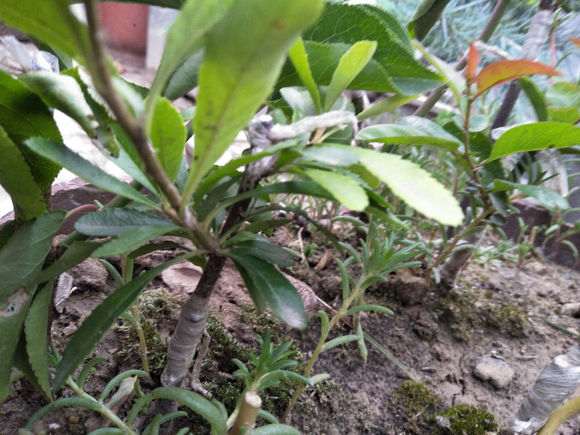 木瓜怎么嫁接火棘下山桩的方法 图片