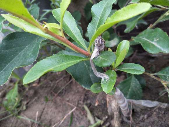 木瓜怎么嫁接火棘下山桩的方法 图片