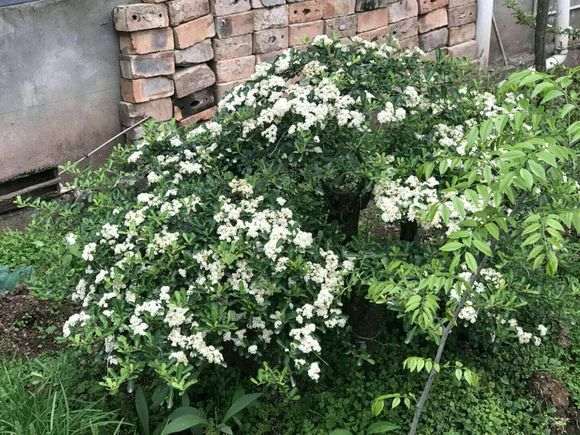 1年多的火棘下山桩开花了 怎么样 图片