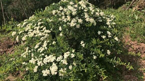 1年多的火棘下山桩开花了 怎么样 图片