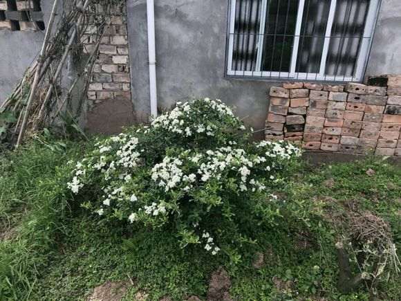 1年多的火棘下山桩开花了 怎么样 图片