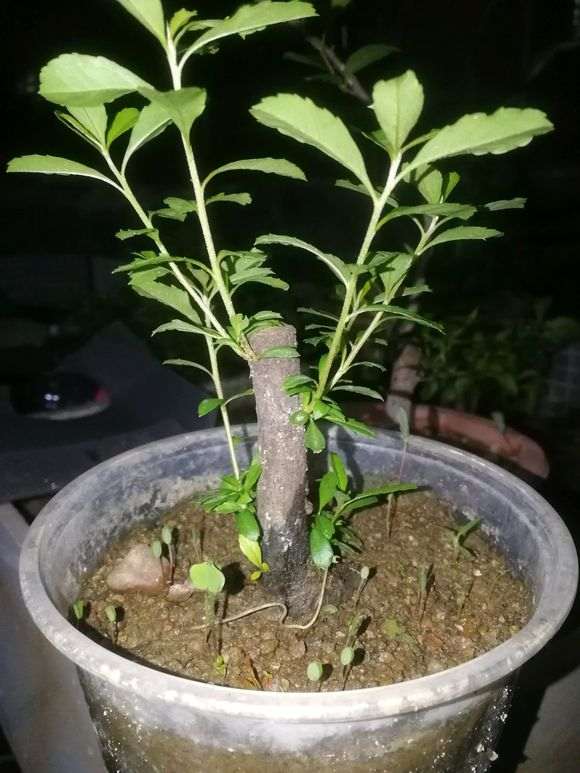 火棘下山桩变成这样子 怎么办 图片