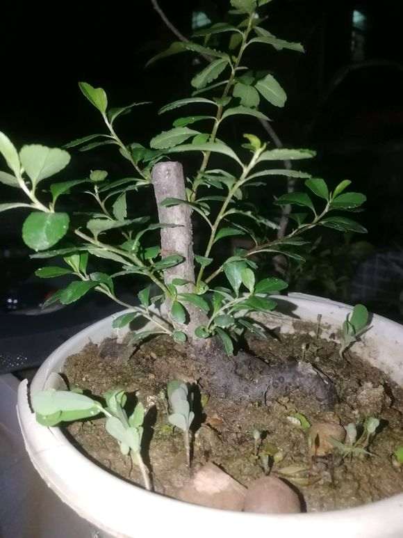 火棘下山桩变成这样子 怎么办 图片