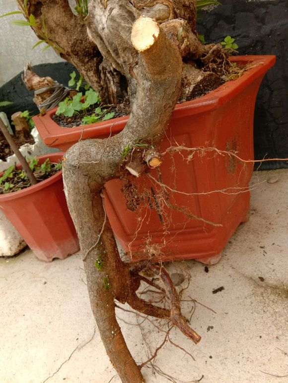 今天挖的直杆火棘下山桩 怎么样 图片