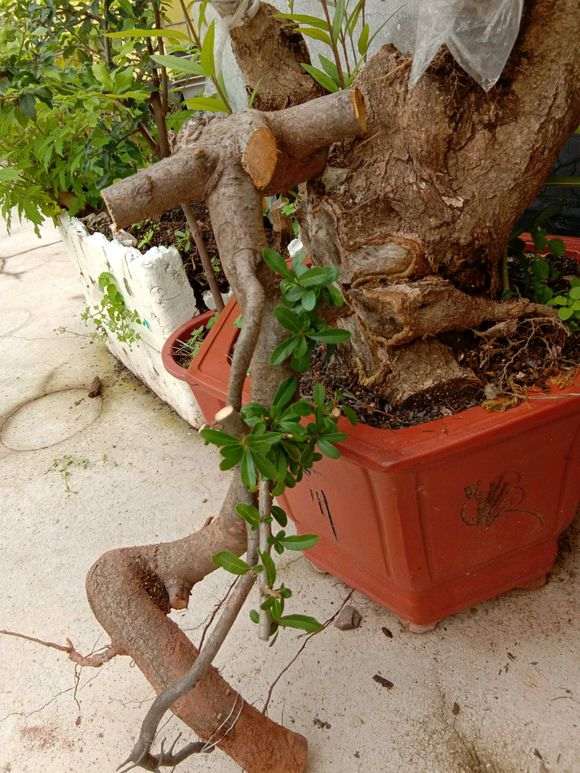 今天挖的直杆火棘下山桩 怎么样 图片