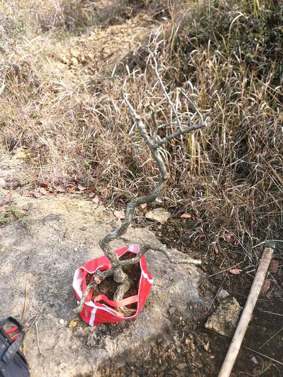 火棘下山桩涂什么东西防腐 最好 图片