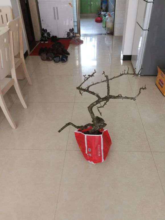 火棘下山桩涂什么东西防腐 最好 图片