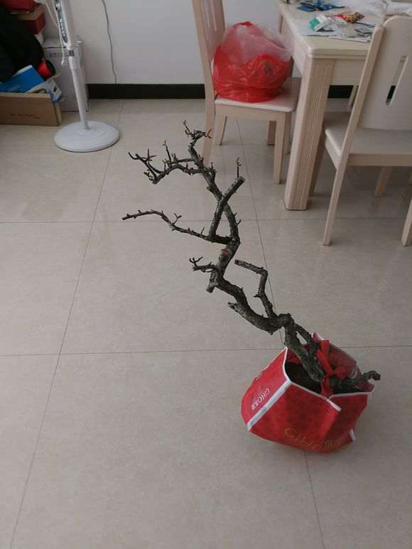 火棘下山桩涂什么东西防腐 最好 图片