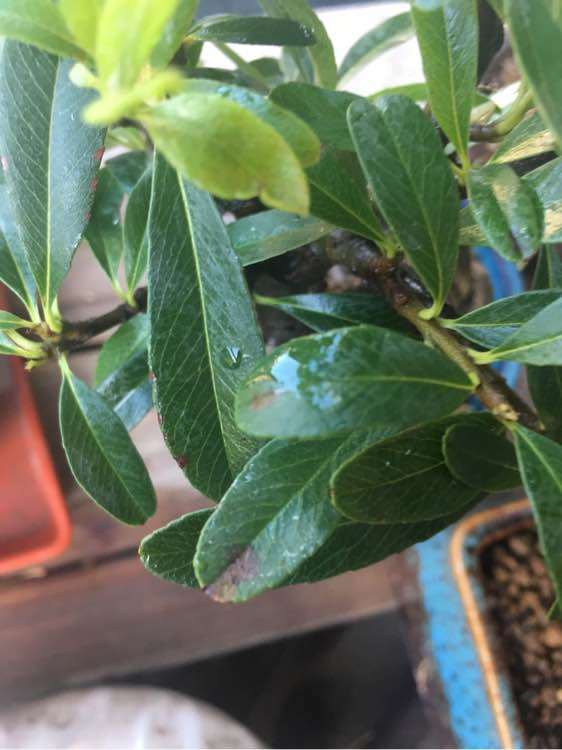 为什么火棘下山桩的叶子有黑斑 图片