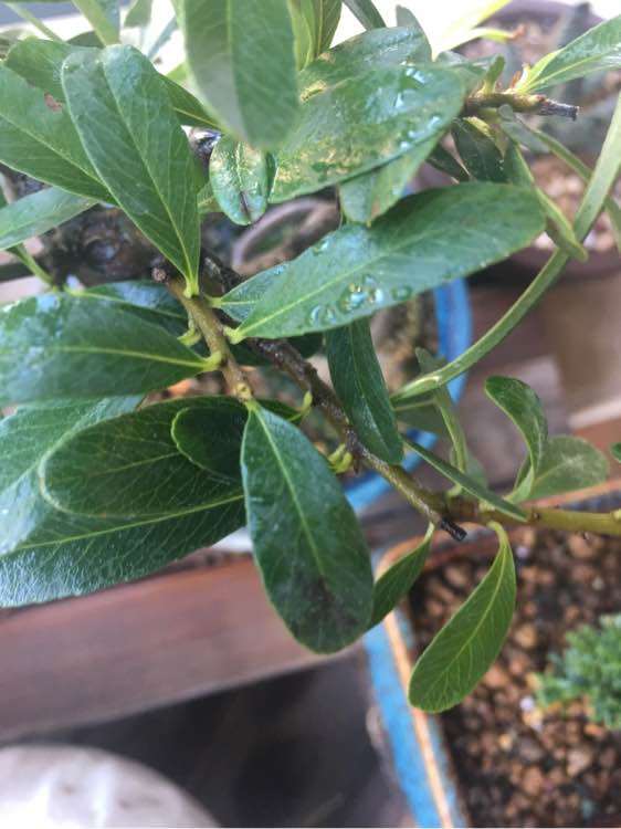 为什么火棘下山桩的叶子有黑斑 图片