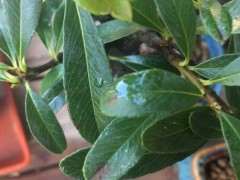 为什么火棘下山桩的叶子有黑斑 图片