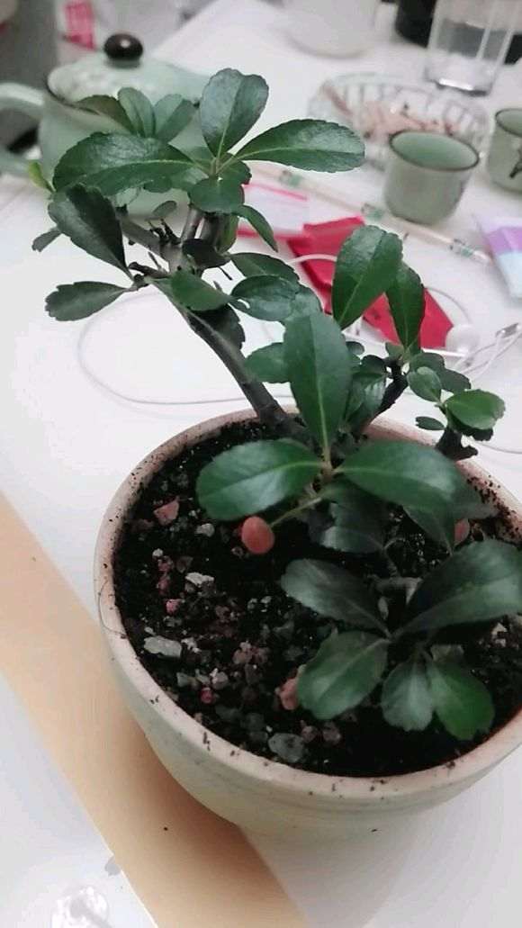 火棘下山桩怎么养活的方法 图片