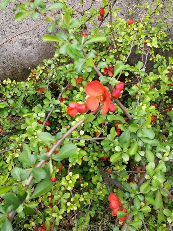 为什么火棘下山桩很像皱皮木瓜 图片