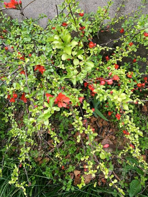 为什么火棘下山桩很像皱皮木瓜 图片