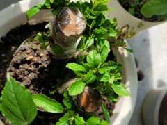 火棘下山桩爆芽后焦叶 怎么办 图片