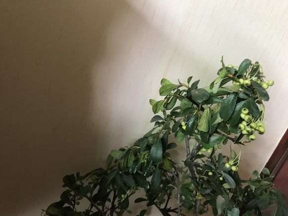 火棘下山桩怎么用纯河沙栽的方法 图片