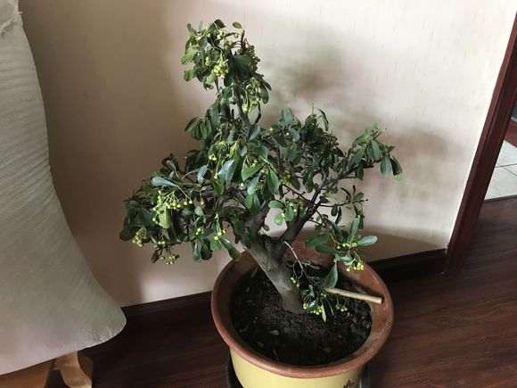 火棘下山桩怎么用纯河沙栽的方法 图片