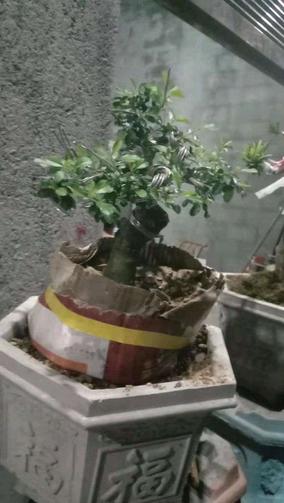 火棘下山桩怎么用纯河沙栽的方法 图片