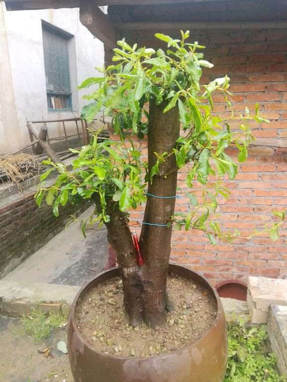 为什么火棘下山桩叶子这么大 图片