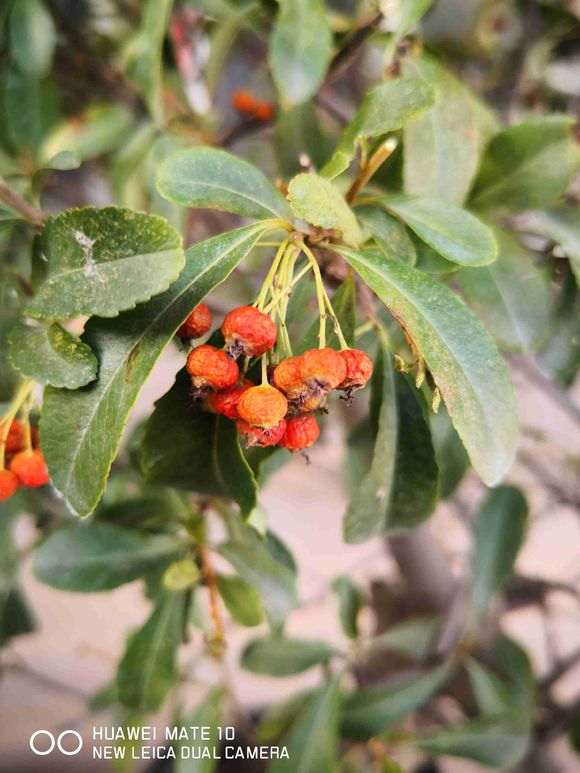 火棘下山桩15天 也没发芽 怎么办 图片