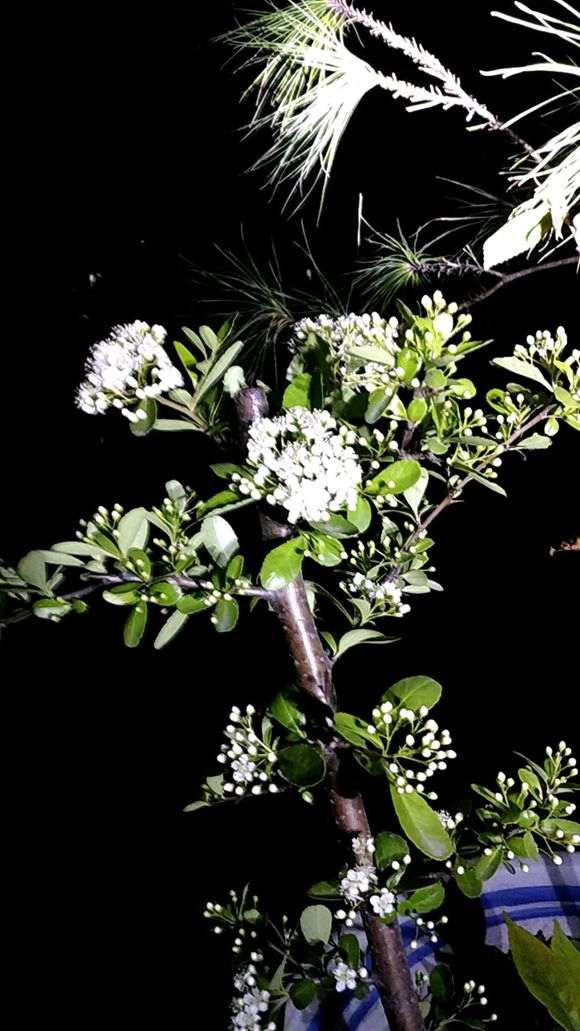 扦插的火棘下山桩都开花了 怎么样